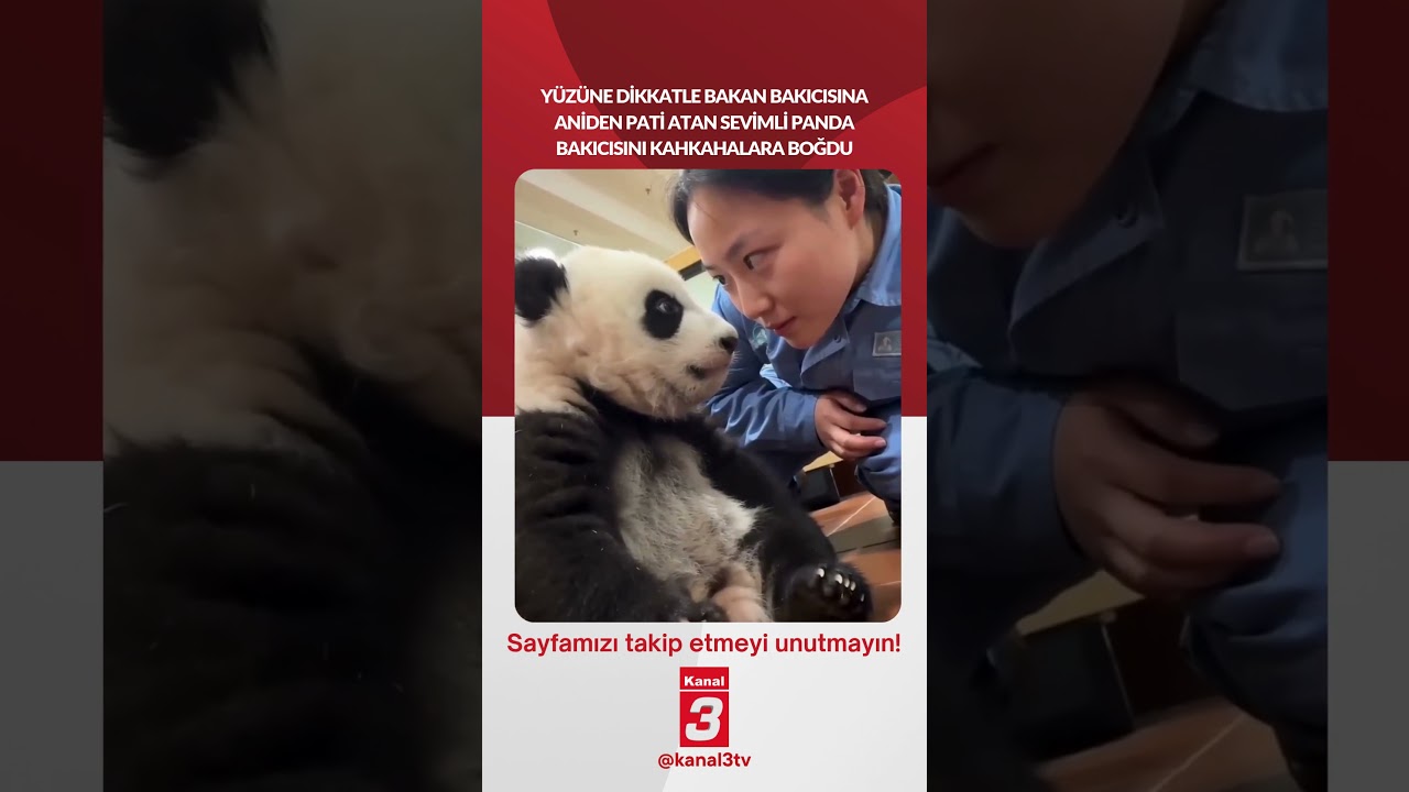 Yüzüne dikkatle bakan bakıcısına aniden pati atan sevimli panda, bakıcısını
