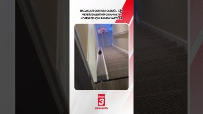 Bacakları çok kısa olduğu için merdivenleri inip çıkamayan köpekleri için