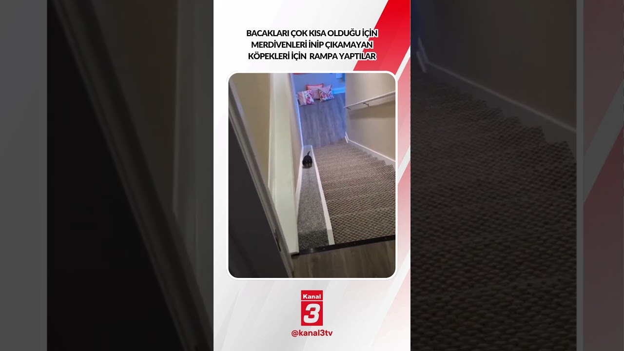 Bacakları çok kısa olduğu için merdivenleri inip çıkamayan köpekleri için