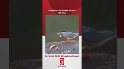 Kanal 3Paz, Ekim 4, 2026 4:00pmURL:Embed:Annesinin getirdiği balık yavruya ağır