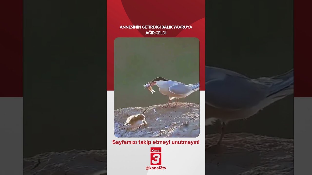 Annesinin getirdiği balık yavruya ağır geldi… 📶https://kanal3.com.tr/ Sosyal Medya Hesaplarımızı