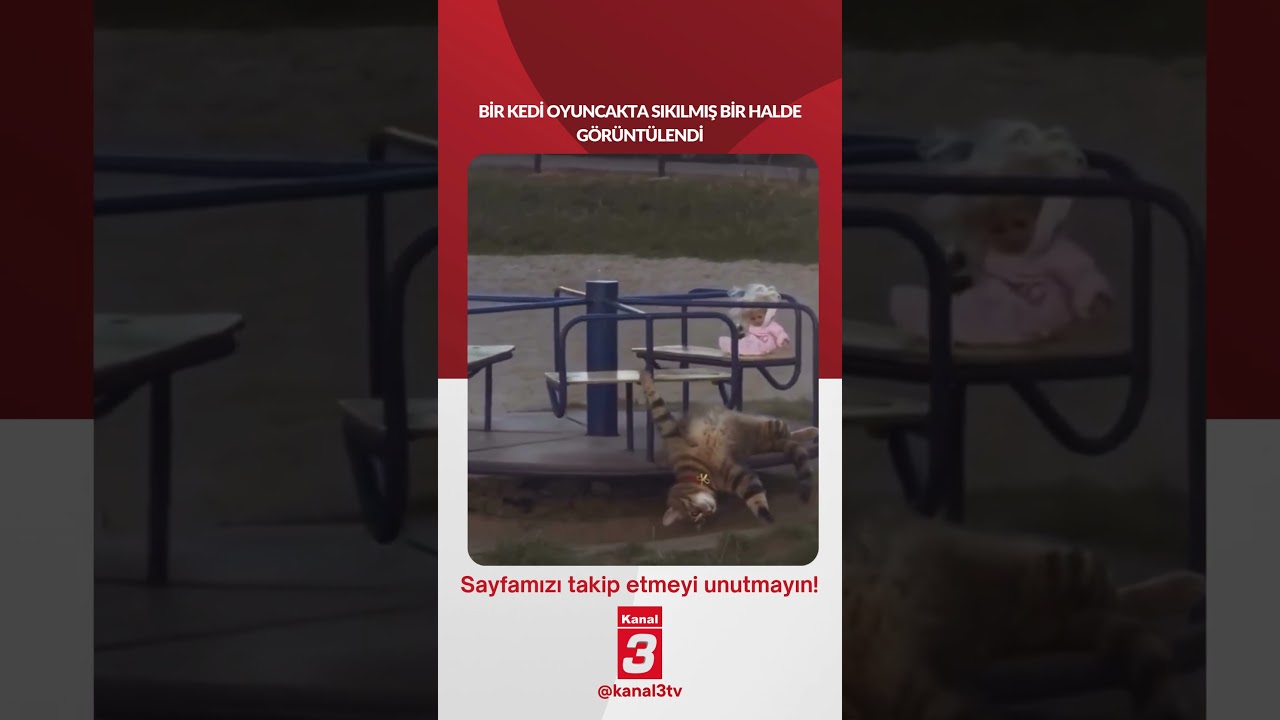 Bir kedi oyuncakta sıkılmış bir halde görüntülendi… 📶https://kanal3.com.tr/ Sosyal Medya