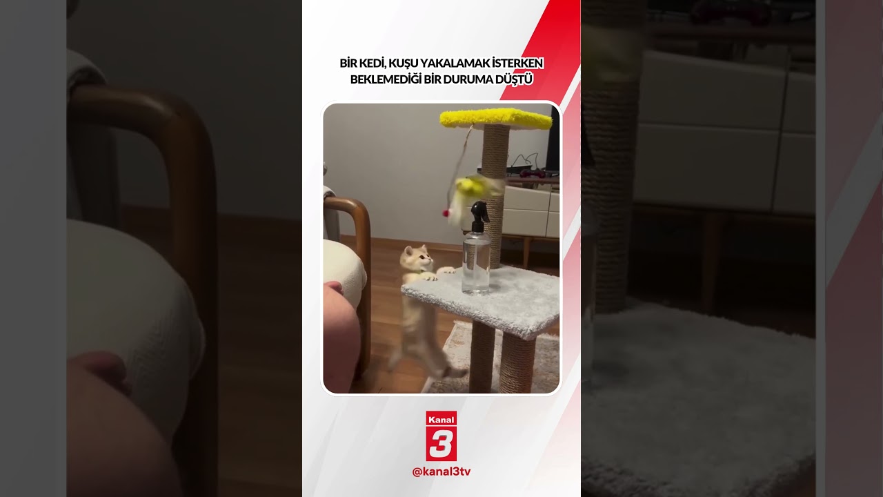 Bir kedi, kuşu yakalamak isterken beklemediği bir duruma düştü… 📶https://kanal3.com.tr/