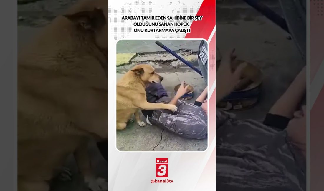Arabayı tamir eden sahibine bir şey olduğunu sanan köpek, onu