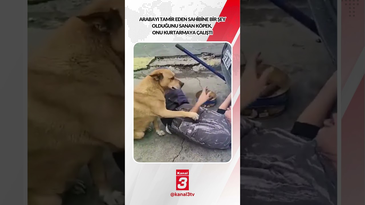 Arabayı tamir eden sahibine bir şey olduğunu sanan köpek, onu