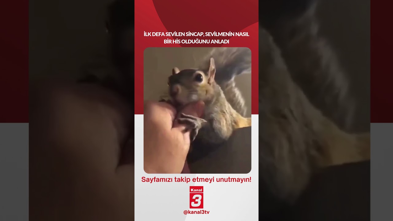 İlk defa sevilen sincap, sevilmenin nasıl bir his olduğunu anladı…